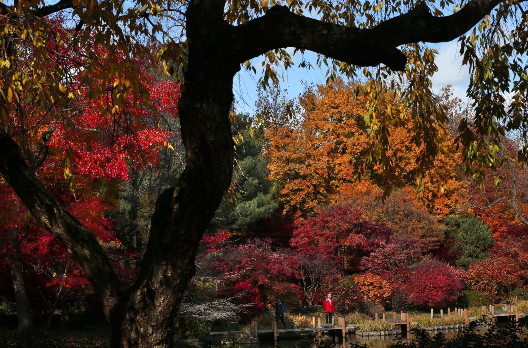 Last gasp of fall color as Garden Glow kicks off at Missouri Botanical Garden
